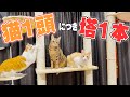 猫たちの争いが絶えなかったので塔を増やしました
