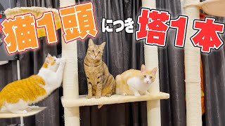 猫たちの争いが絶えなかったので塔を増やしました