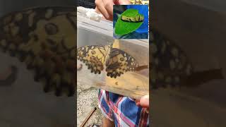 Pelepasan Kupu kupu #Butterfly asal dari ulat pohon jeruk #shorts