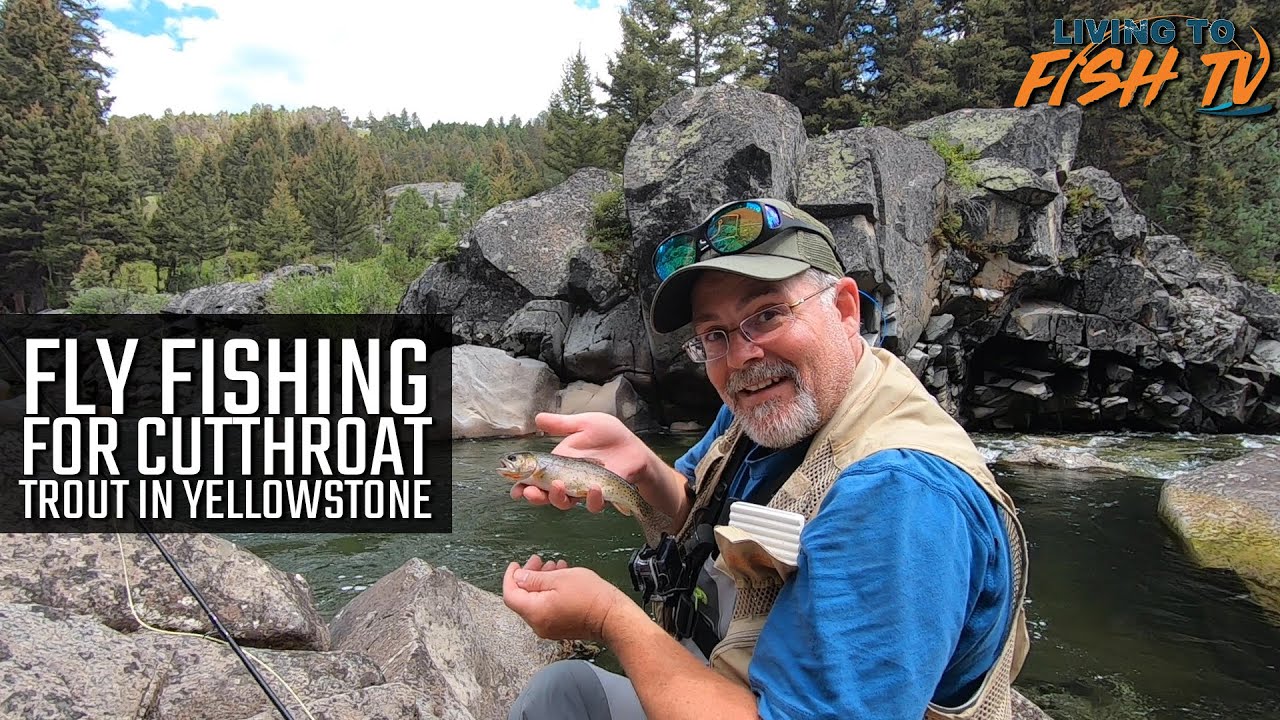 Fly Fishing for Cutthroat Trout in Yellowstone 