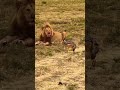 Smart Animal 🐅#facts