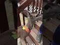 HOW TO TRAIN A BABY DEER🤯🤯🤯