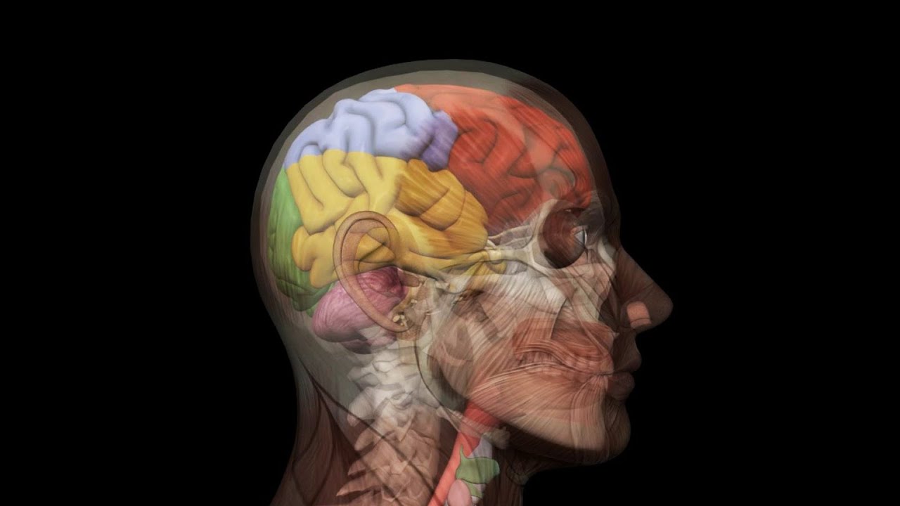 Human Head Anatomy - 3D Model Loop - YouTube