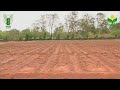 Boron Spray in Sunflower 🌻 | Improve Seed Setting & Yield | ICAR-IIOR