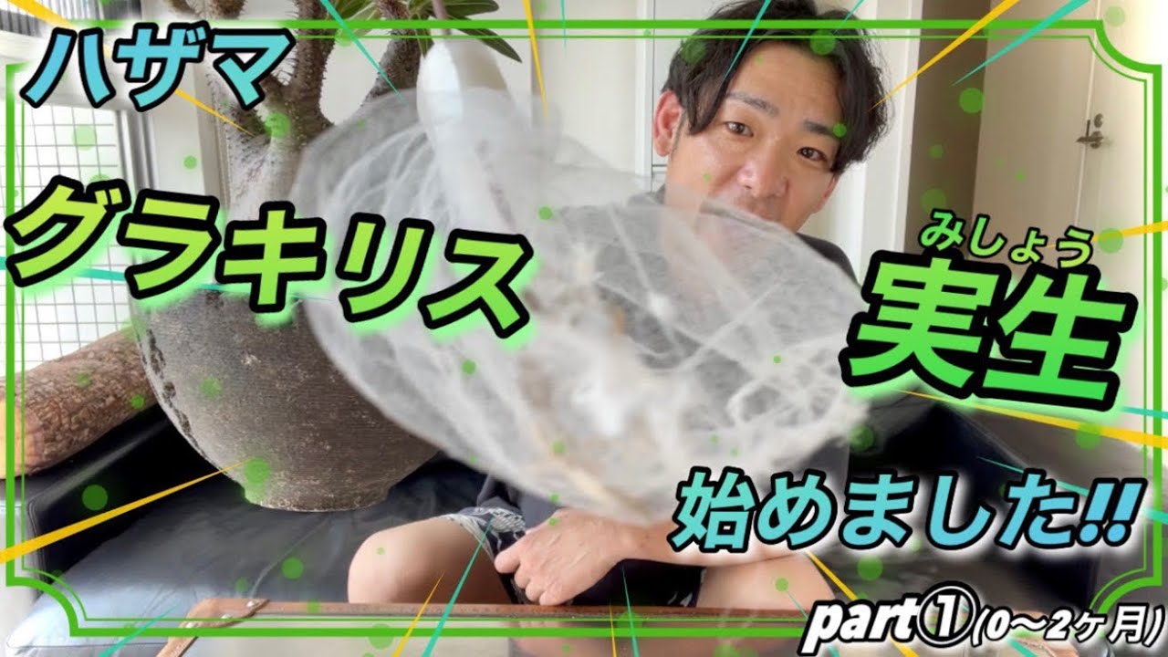 【実生】ハザマ陽平の初めての実生記録！【塊根植物】