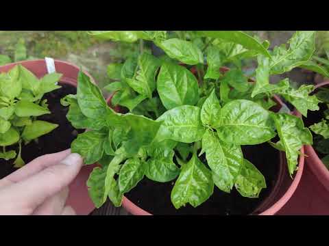 Chili-Update im August: Blüten, Früchte und Probleme