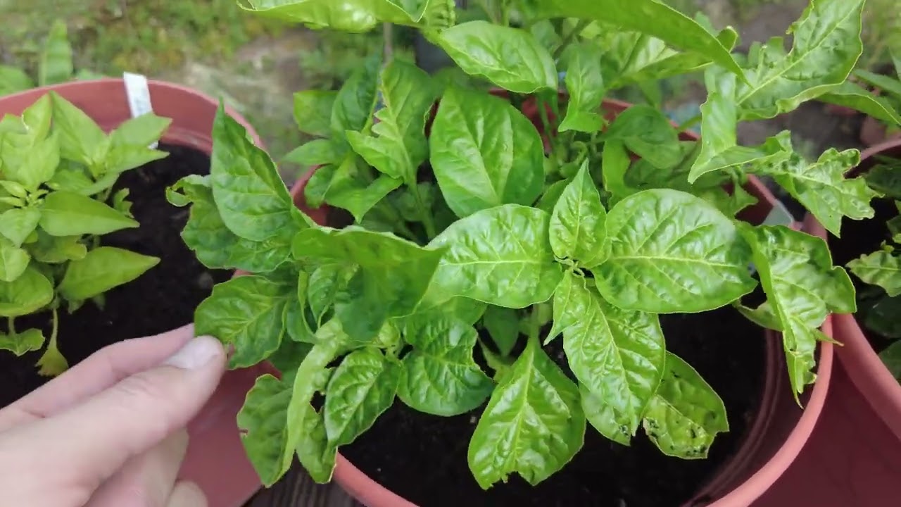 Chili-Update im August: Blüten, Früchte und Probleme