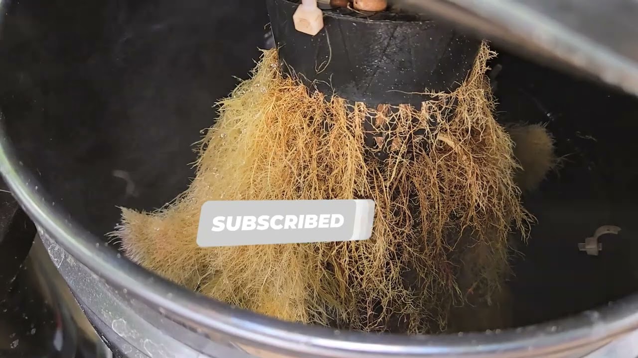 HIGH PRESSURE AEROPONIC WEEK 7