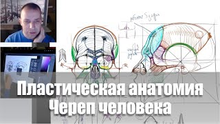 Череп человека / Видеокурс /Пластическая анатомия - А. Рыжкин
