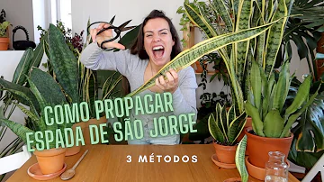 Como procriar espada de São Jorge?