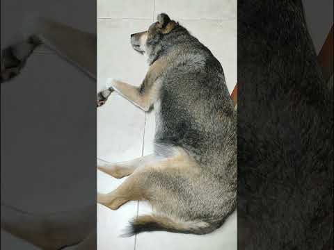 חברת פוקימון נתנה לנו לנסות את פוקימון סליפ