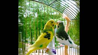 canto pra treinamento / periquito australiano 💚 #periquitosaustralianos #periquitosdelamor #aves
