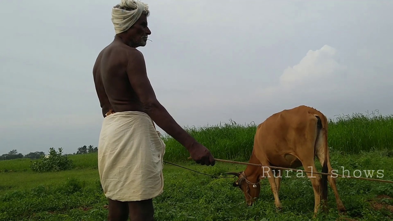 cow rearing with Grandpa | village life series | Rural shows | cow ...