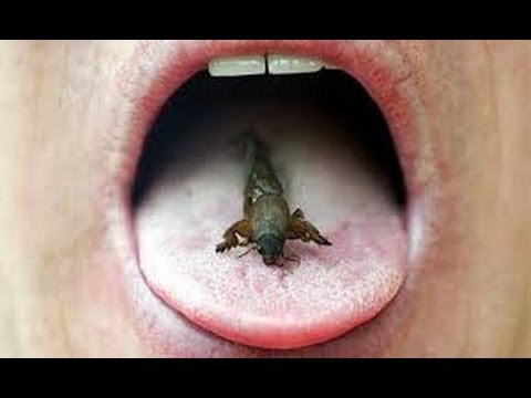 Can Eating Insects Save The World BBC Full Documentary 2013 ( Insect Eating Animals)