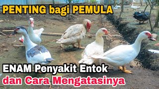 Mengetahui Enam Penyakit Entok dan Cara Mengatasinya