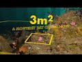 Three square meters  a monterey bay scuba critter hunt  7262020