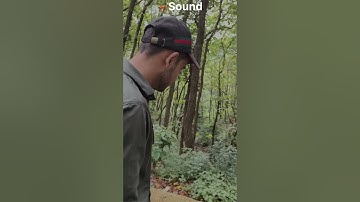 Clear tiger sound coming from Forest # viral #shorts #forest #tiger #roar #viral # video#dehradun