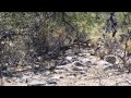 Greater Roadrunner feeding babies and baby roadrunner killed by rattle snake