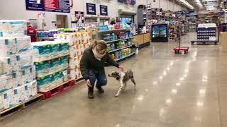 Dog Training: Mini Aussie Shepherd/Blue Heeler mix- Dani Before/After Training