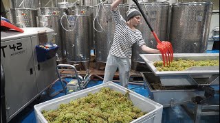 Vintage at Tillingham, a natural wine producer in Sussex, England