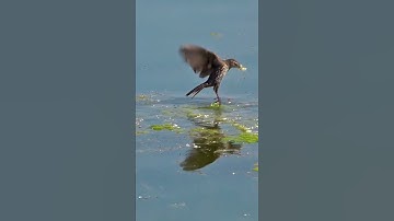 The Bird That Flies Nonstop for 10 Month #birds #vibrantbirds #wildlife #nature