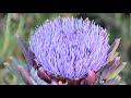 10 Minutes: Bees on an Artichoke Flower