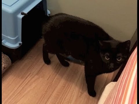cats eating litter So Many Kittens In A Tree & Mia Is Agitated - #40 - Feral Cat Family Socialization