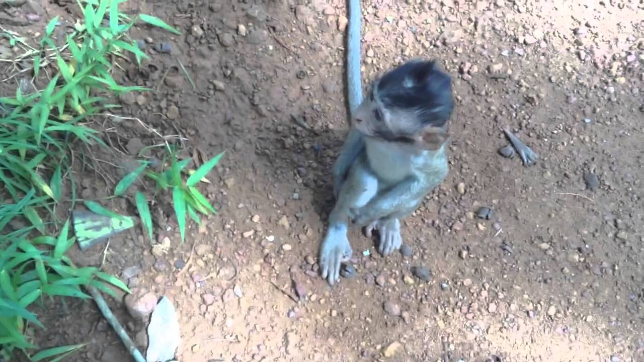 Siem Reap monkeys