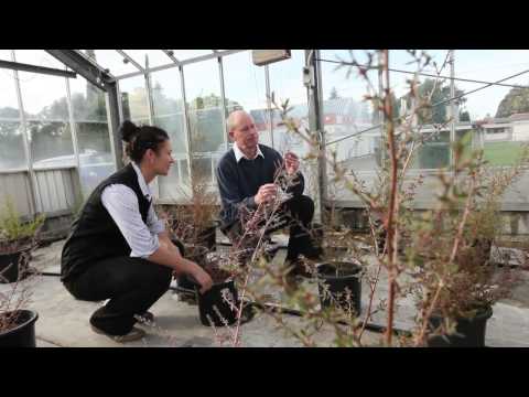 Massey University Bachelor of Agriscience degree