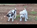 Claws of hope saving and sheltering abandoned puppies by hamidreza