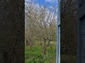 А у вас птицы поют? 16 Мая 2025