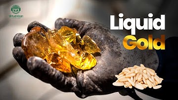 Liquid Gold | Pine Nuts | Pine Resin Harvesting | Pine Nuts Harvesting - Virtual Kisan