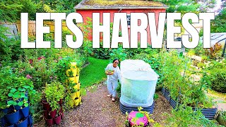 🌿 August Garden Harvest! See What's Ready to Pick