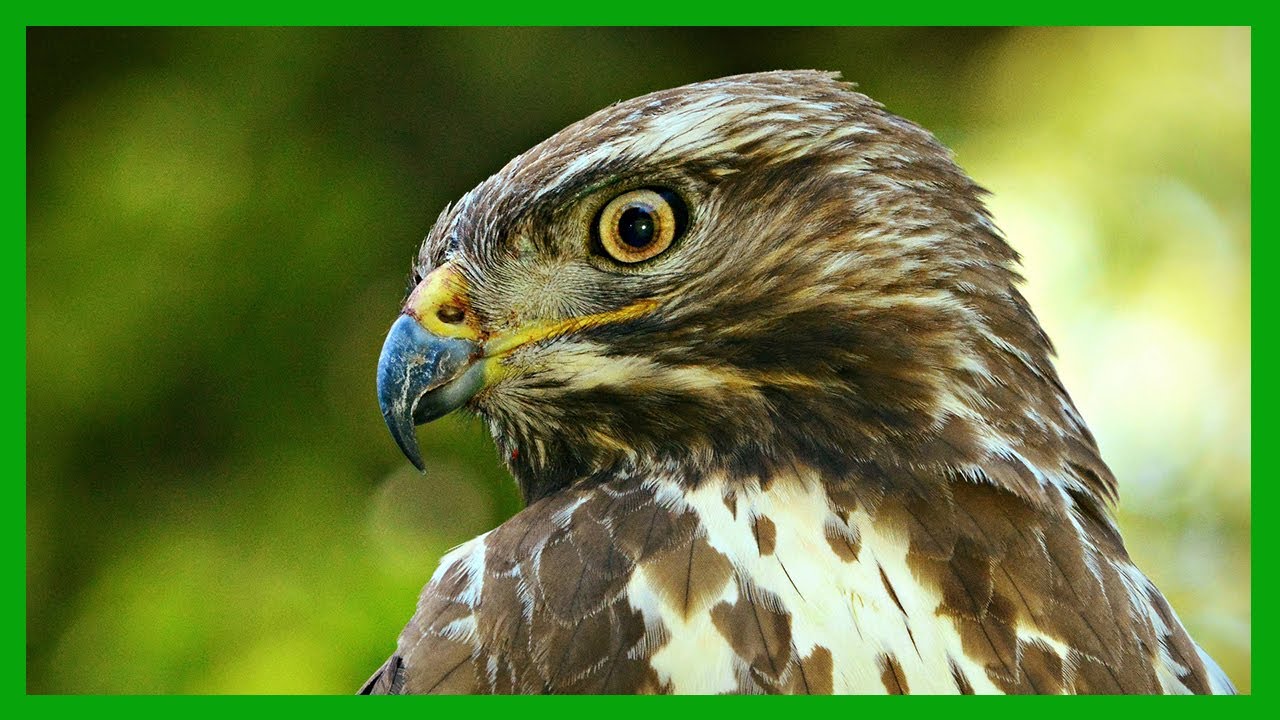 [한국의 새] 말똥가리 (Common buzzard) 맹금류 