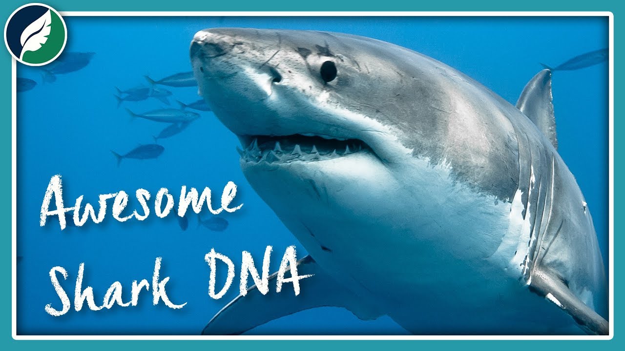 ⁣What Makes Great White Shark DNA So Awesome?