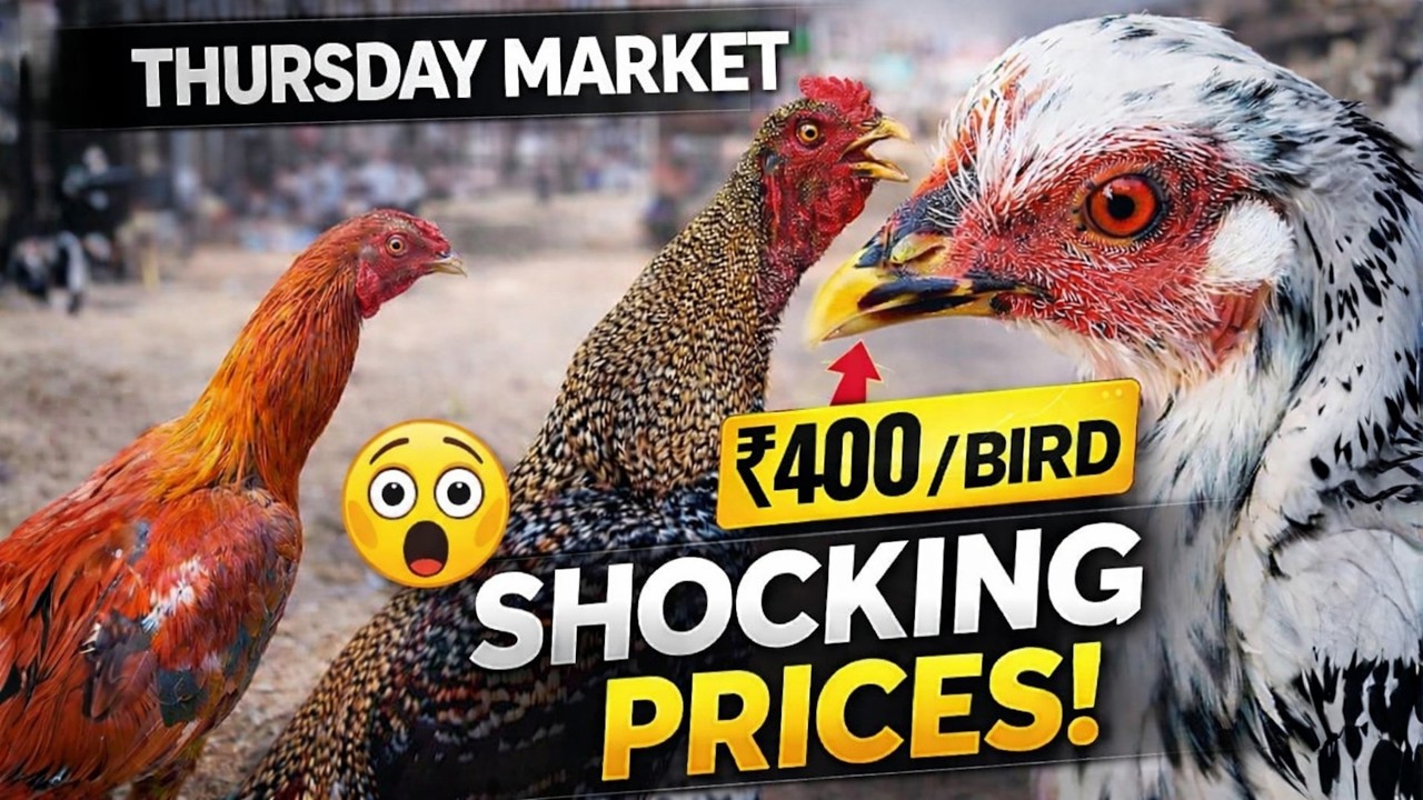 😱 Шокирующие цены на рынке птиц и животных в четверг | Полный тур