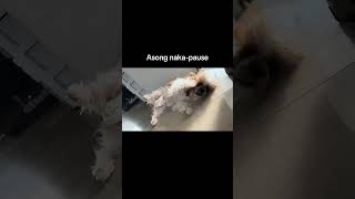 Kung may pusang naka-pause, mayroon ding aso! #shorts