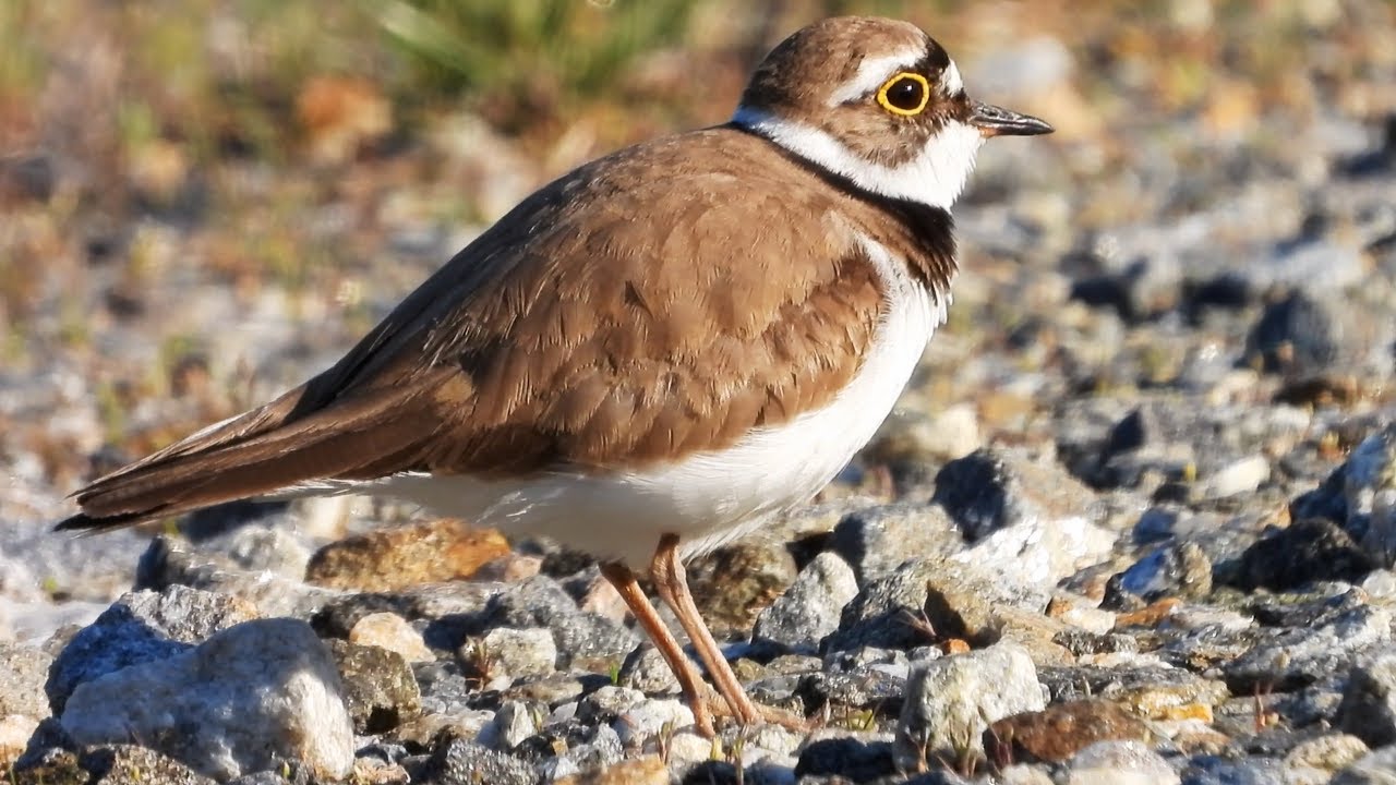 flussregenpfeifer ruf Little ringed plover. Flussregenpfeifer. Lake Kerkini, Greece
