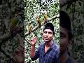 অনেক সুন্দর সুন্দর কাঠ কদুরি পার্টি ডালে বসে আছে #unfrez #love #love #jumboking #bindass #santoshsi