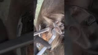 Love Trimming Ergots 😅 #Farrier #Satisfying #Asmr #Horse