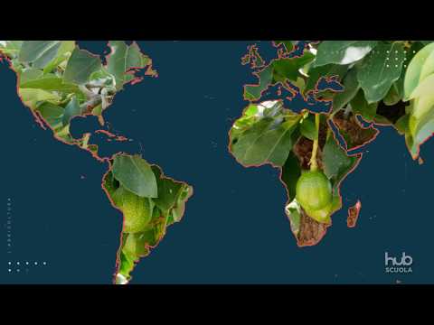 Video: Differenza Tra Agricoltura Di Sussistenza E Agricoltura Commerciale