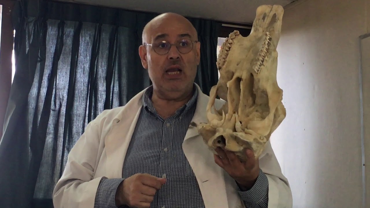 Anatomía comparada cráneo bovino