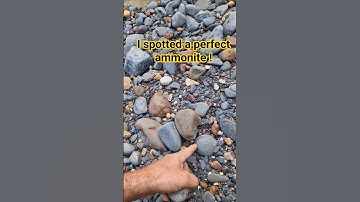 just waiting to be collected! a perfect dactylioceras #ammonite #fossil from #whitby #jurassiccoast