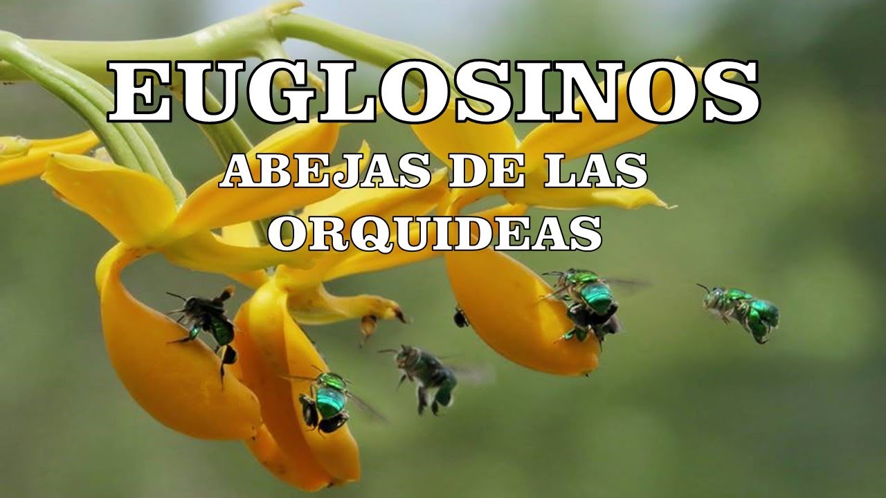 Abejas de las Orquideas / Euglosinos / Abejas solitarias