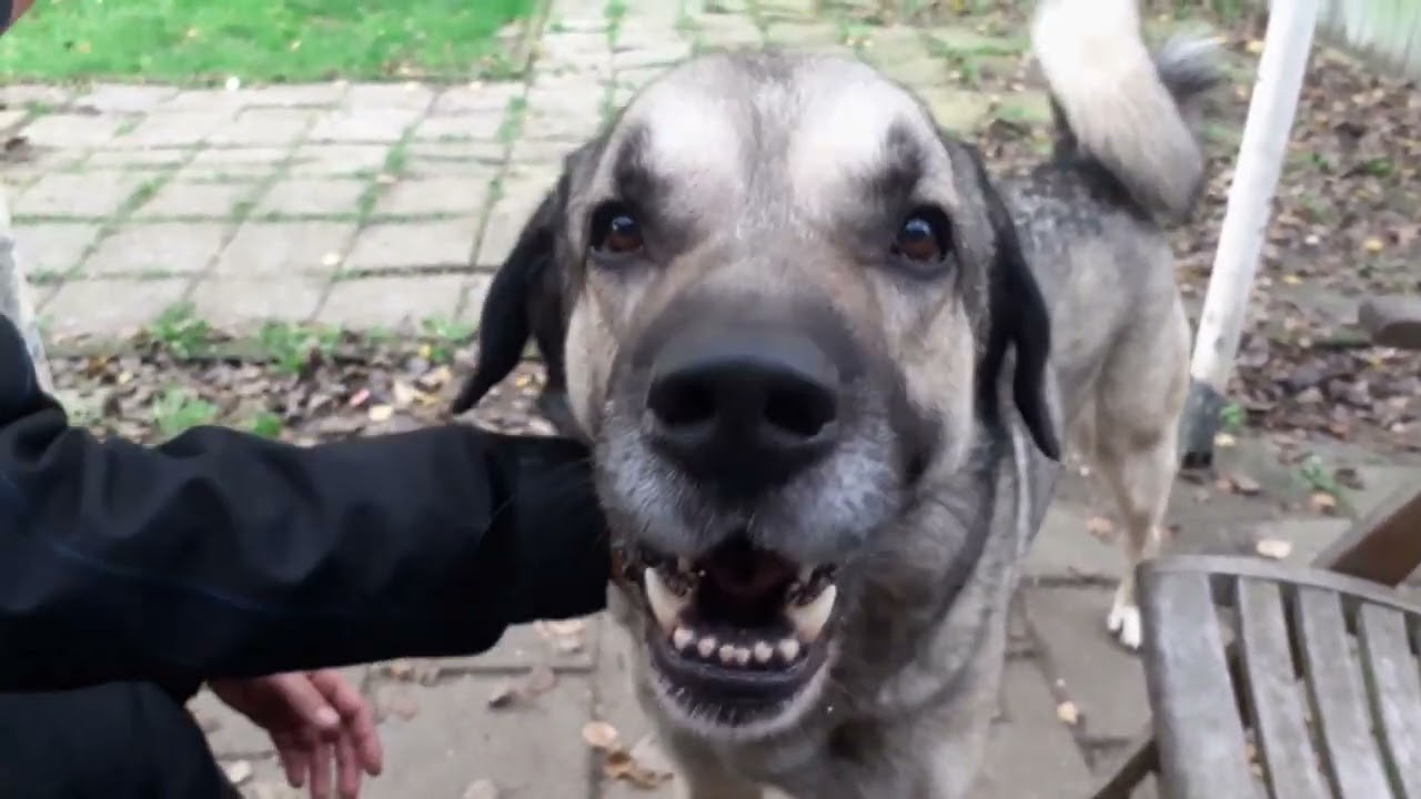 Bentley (Dierenasiel Zuidwolde 2022)