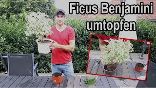 Ficus Benjamini Umtopfen - So Wird's Richtig Gemacht