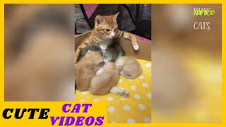 Funny Cat Videos 2020 You Will Laugh So Much