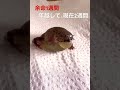 余命1週間のカエル、無事に年越し2週間目 #shorts