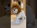 funny cats video 2025 #catlovers #cat #cutecats #catvideos #funnycats #funniestanimals