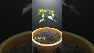 158 Days in 40 Seconds Peter Pepper Time Lapse #timelapse